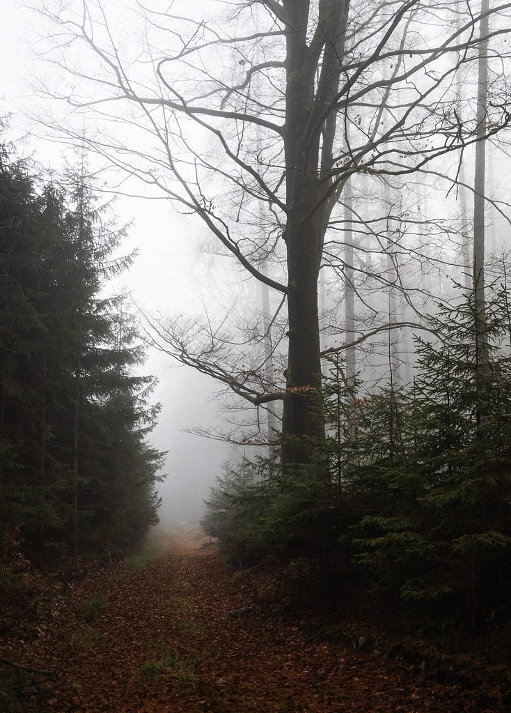 Nebliger Waldweg, passend zur Oberwelt von Earthdawn nach dem Scourge